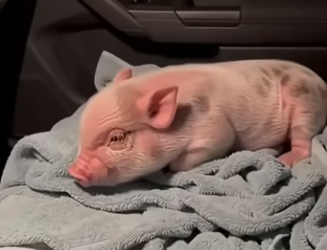 V0304003 Un pequeño cerdito cayó de un camión en plena carretera lo llevé (Part 2)