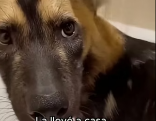 V0304002 En medio de un incendio, una perrita salvaje saltó mi coche pensé (Part 2)