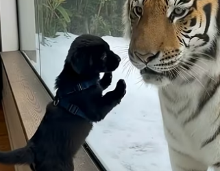 M2704008 Everyone Panicked When Black Puppy Fell Into Tiger Enclosure (Part 2)