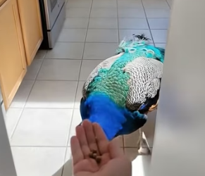 M2704002 Kind family Saved an Injured Peacock. What Happened Next Was Beautiful (Part 2)