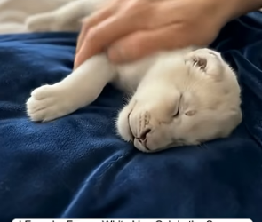 M2704001 found frozen white lion cub then (Part 2)