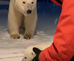 M2704012 Returned Cub to His Mother But Story Wasn Over (Part 2)