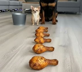 M2704009 Chihuahua vs Rottweiler. Funn (Part 2)