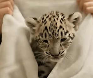 M2704007 helpless snow leopard cub fought to survive above flood then (Part 2)