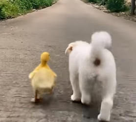 M2704011 Luckily, lost duckling found neighbor puppy, who saved it an eagle (Part 2)
