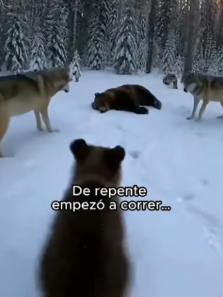 V0304001 Un pequeño osito apareció en la carretera me llevó hasta su madre (Part 2)