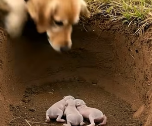 M2704010 Kind Golden Retriever Rescue Mother Rabbit (Part 2)