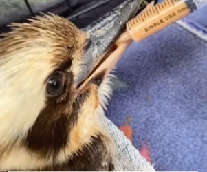 H2704001 Rescue bird (Part 2)