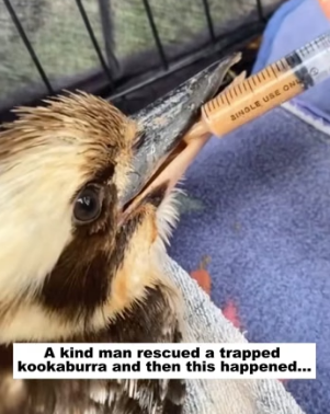H2704001 Rescue bird (Part 2)