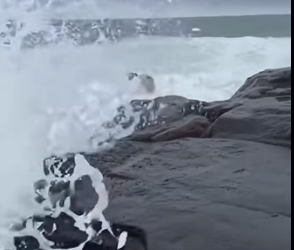 B2504010 Pelicans United to Save DOG (Part 2)