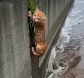 Y2604010 Fear used to be his only language. Now, he speaks in purrs (Part 2)