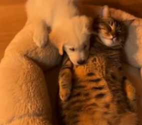 Y2604009 puppy is next to cat who is relaxing. two love each other (Part 2)