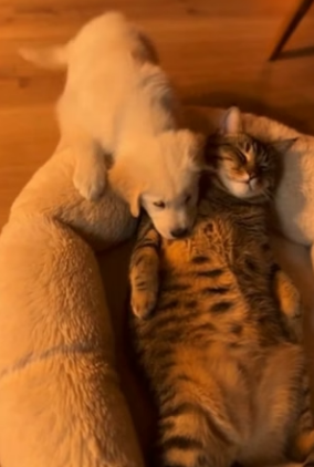 Y2604009 puppy is next to cat who is relaxing. two love each other (Part 2)