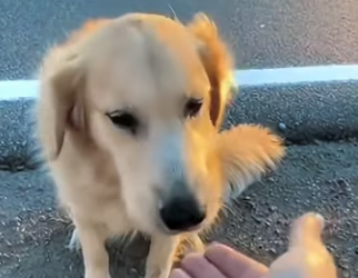 V0304009 Hoy vi algo que me rompió el corazón alguien tiró este perro desde (Part 2)