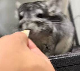 H2704006 baby rabbit was charmed by my girlfriend beauty followed (Part 2)