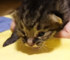 H2704004 Rescued kitten (Part 2)