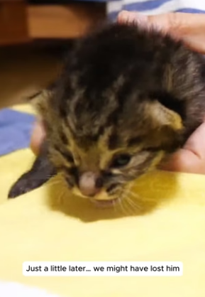 H2704004 Rescued kitten (Part 2)
