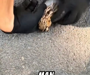 H2704005 kind woman saved trapped chipmunk then befriended it (Part 2)