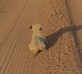R3001018 tiny white lion cub was rejected by his own mother siblings (Part 2)