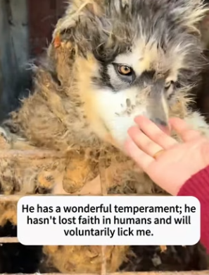 R3001005 In dilapidated house, discovered very dirty dog confined in (Part 2)