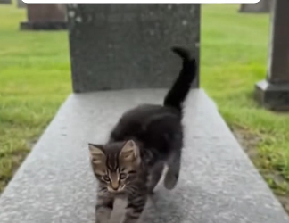 H0104012 A Loyal Kitten Refused To Leave Her Owner’s Grave (Part 2)