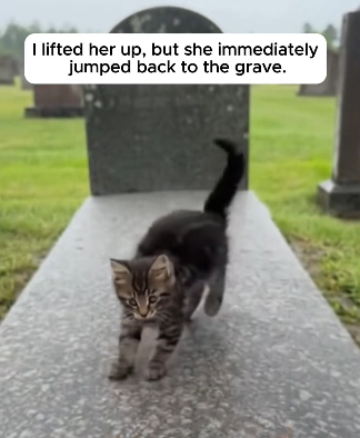 H0104012 A Loyal Kitten Refused To Leave Her Owner’s Grave (Part 2)