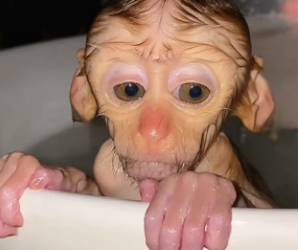 R3001010 Kind man rescued baby monkey bullied by its mother then…(Part 2)