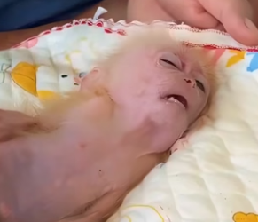 R3001013 saw baby monkey being abused by two other monkeys, stopped them…(Part 2)