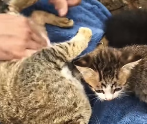 R3001011 saw mother cat trapped under pile ofrocks, litter of kit… (Part 2)