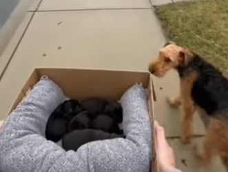 H0104011 He Found A Mother Dog Giving Birth In The Trash (Part 2)