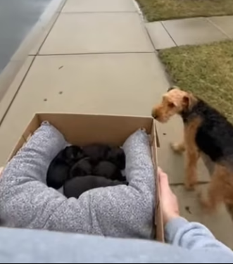 H0104011 He Found A Mother Dog Giving Birth In The Trash (Part 2)