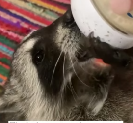R3001004 Saved trapped little raccoon,and unexpectedly (Part 2)
