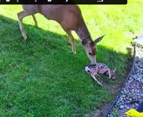 R3001016 Mom love (Part 2)