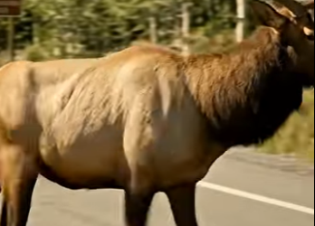 A2904006 A deer with antlers comes out onto the road looking for help (Part 2)