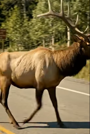 A2904006 A deer with antlers comes out onto the road looking for help (Part 2)