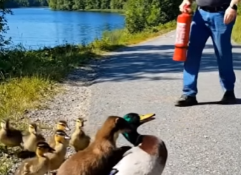 A2904012 Rescuing a mother duck bitten by a weasel on the roadside — her ducklings wait by her side (Part 2)