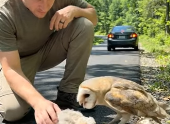 A2904010 A kind young man rescued the injured baby owl while its mother stood nearby calling out to her chick (Part 2)