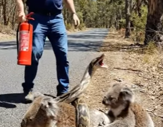 A2904018 The man rescued the koala from the vicious python (Part 2)