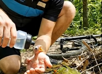 A2904013 Rescuing a parrot family that fell from their nest in the forest (Part 2)
