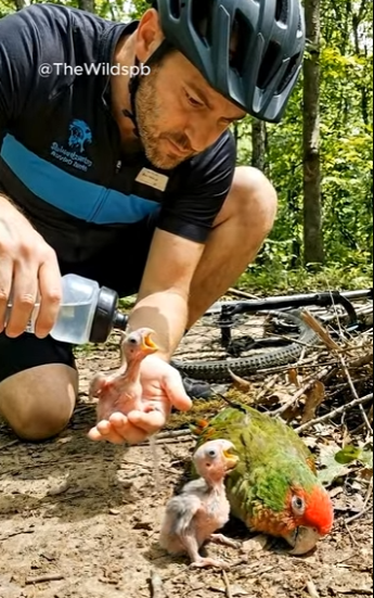 A2904013 Rescuing a parrot family that fell from their nest in the forest (Part 2)