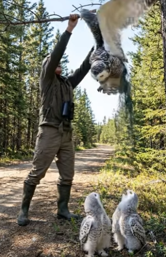 A2904011 Rescued a mother owl and her two chicks after they got caught in a net trap in the forest (Part 2)
