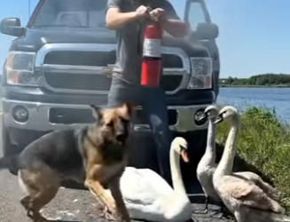 A2904017 A brave man bravely rescues a mother swan from a stray dog attack (Part 2)