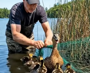 A2904014 Kind-hearted man wades into the lake to rescue a mother duck tangled in fishing line (Part 2)