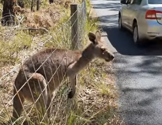 A2904015 The kangaroo got trapped in a fence and was rescued by a passing man — Animal rescue (Part 2)