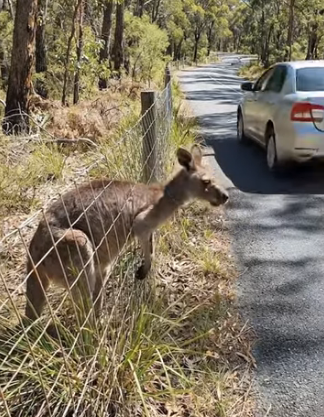 A2904015 The kangaroo got trapped in a fence and was rescued by a passing man — Animal rescue (Part 2)