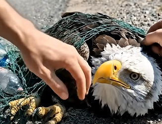 A2904004 The white-headed eagle caught in the net and the man rescued it in time (Part 2)