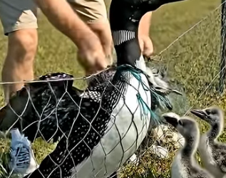 A2904007 Rescuing a mother Common loon trapped in a net… a moment that leaves everyone heartbroken (Part 2)