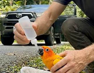 A2904005 The parrot family fell out of their nest and was rescued by a kind-hearted person (Part 2)