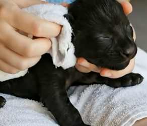 V2905011 He found a tiny black jaguar cub stuck in the mud and changed its life forever (Part 2)