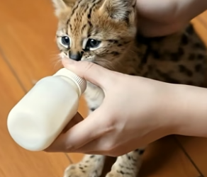 V2905017 This orphan serval was found in the wild. Now she’s my best friend (Part 2)